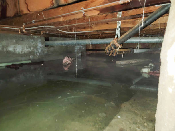 Best Ceiling water damage repair  in Elm Springs, AR