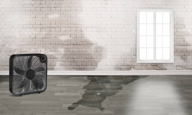 Best Flood restoration services  in Elm Springs, AR